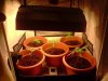 ss-187-albums-super-skunk-1st-grow-picture53888-plant-set-up.jpg