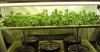 scrog-time-lapse-video1-500x261.jpg