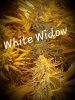 tmp_31279-White widow3559600454250998831.jpeg