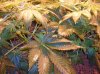 6 white widow fem's (all females) 004.jpg