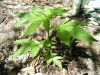 2009_04260002.JPG