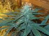 StarDawg Day 32 Flower.jpg