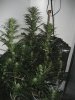 IMG_6338.jpg