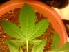 ss-187-albums-super-skunk-1st-grow-picture54484-plant-1-leaf.jpg