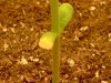 ss-187-albums-super-skunk-1st-grow-picture54482-yellow-leaf-plant-3.jpg