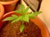 ss-187-albums-super-skunk-1st-grow-picture54479-plant-2.jpg