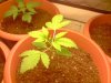 ss-187-albums-super-skunk-1st-grow-picture54480-plant-3.jpg