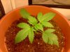 ss-187-albums-super-skunk-1st-grow-picture54481-plant-4.jpg