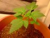 ss-187-albums-super-skunk-1st-grow-picture54483-plant-5.jpg