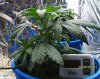 new grow 008.JPG