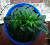 new grow 009.JPG