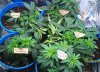 new grow 014.JPG