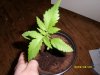 richie-lxp-albums-super-skunk-durban-poison-picture54897-sl270099.jpg