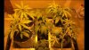 7 plants.jpg