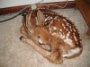 baby deer.jpg