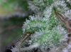 trichome2.JPG