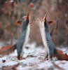 squirrels-on-snow.jpg