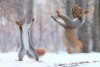 squirrels-playing-together.jpg