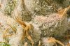 SN_A5_20171105 Trichomes.jpg