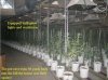 Big Underground Grow Room 2.jpg