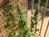grow journal 437.jpg