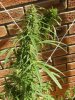 grow journal 438.jpg