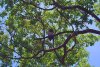 Barred Owl.jpg