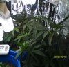 new grow 007.JPG