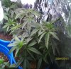 new grow 009.JPG