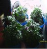 new grow 010.JPG