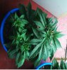 new grow 002.JPG