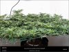 Dinafem _ Purps#1-scrog ready for flip.jpg