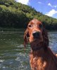 irish-setter-red-17.jpg