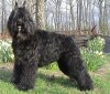 Bouvier des Flandresbajor in spring 2 2004 copy.jpg