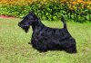 scottish-terrier-detail.jpg