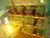 cbninjas-albums-first-grow-picture55718-week-1-right-side.jpg