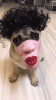 creepy-human-face-masks-dog-muzzles-amazon-2-5d03842a56f0a__700.gif