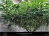 Dinafem _ Blueberry-scrogbelowday17flower.jpg