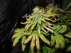 cannabis-heat-stress-light-burn-bleaching-plus-spots-on-leaves-symptoms-sm.jpg