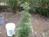 DSCF1603.JPG