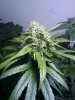 plant #3(51 days since 12-12 switch).jpg