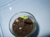 day1---first-seedling.JPG