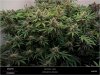 Dinafem _ Blueberry-scrog-day43 flower.jpg