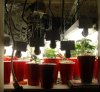 clone.veg.jpg