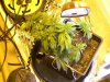 DSCN0966.jpg