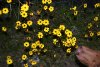 Reagan & Coreopsis.jpg