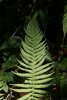 Bracken Fern.jpg