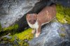 Ermine-(Short-tailed-Weasel)-Valdez-Alaska-trlm20vkf6.jpg