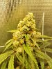 Lemon Skunk 20190613_234616.jpg