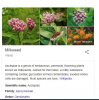 milkweed.JPG